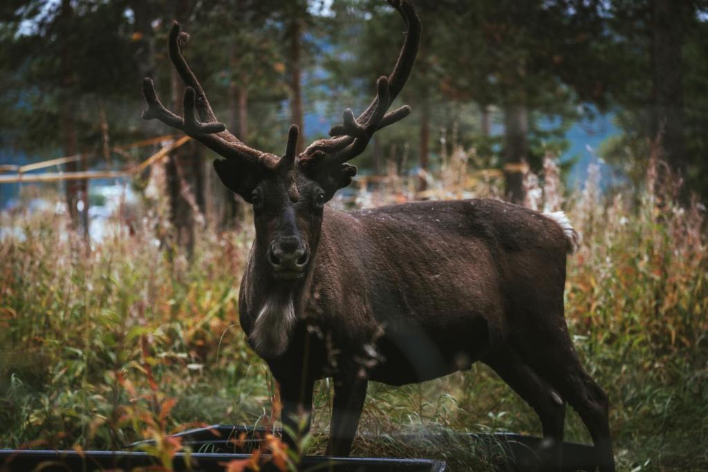 a deer with large horns standing in a field at Reindeer Lodge in Jukkasjärvi