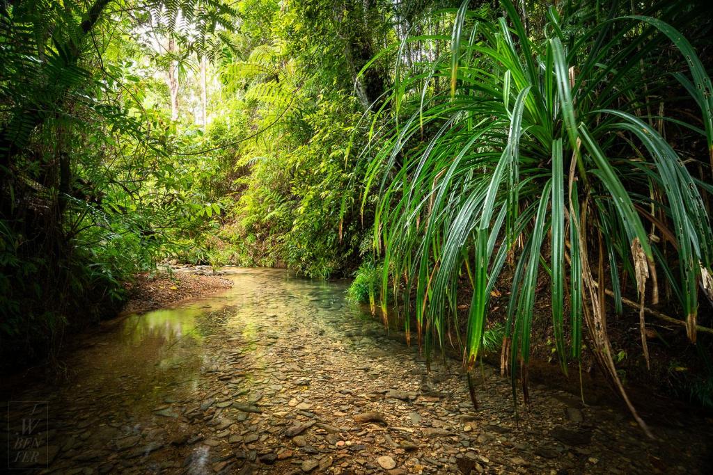 a stream in the middle of a jungle with trees at Harmony Creek - The Cottage in Cow Bay