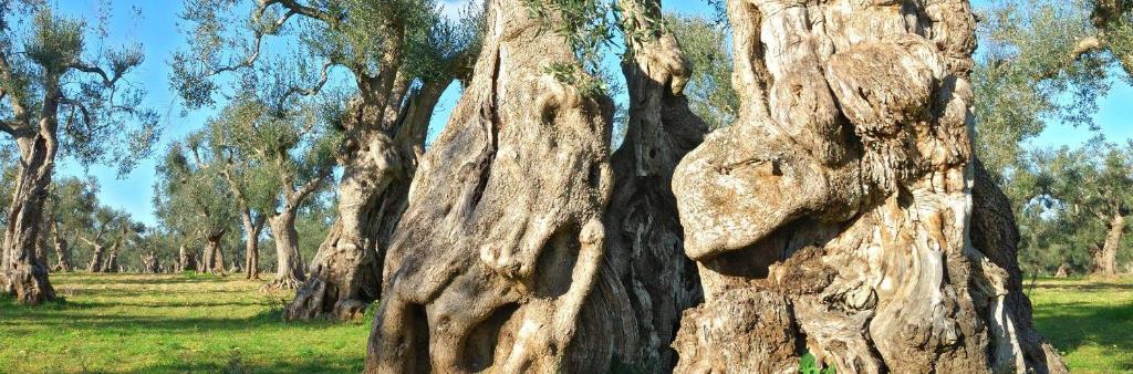 Trulli Resort Monte Pasubio Trulli bbalberobellocom - 5