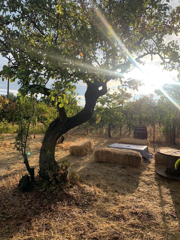 a tree with bales of hay next to a table at Case Monte Arso -Etna sud est- in Ragalna