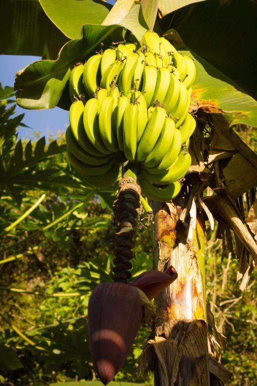  Haleiwa chalés e suítes - A Guest House do Prumirim