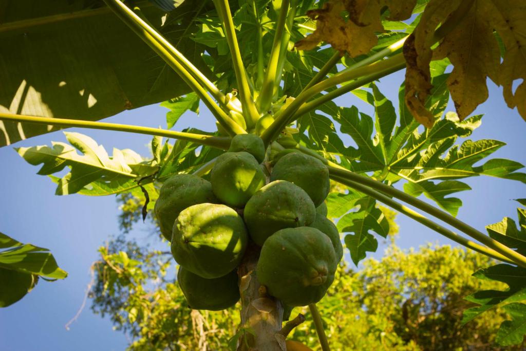  Haleiwa chalés e suítes - A Guest House do Prumirim