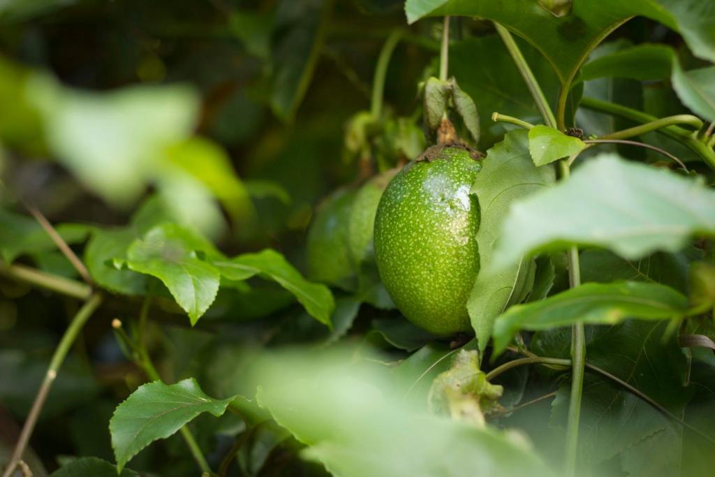  Haleiwa chalés e suítes - A Guest House do Prumirim