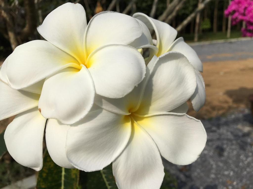 Fotografie z fotogalerie ubytování The Herbal Khao Lak v destinaci Khao Lak