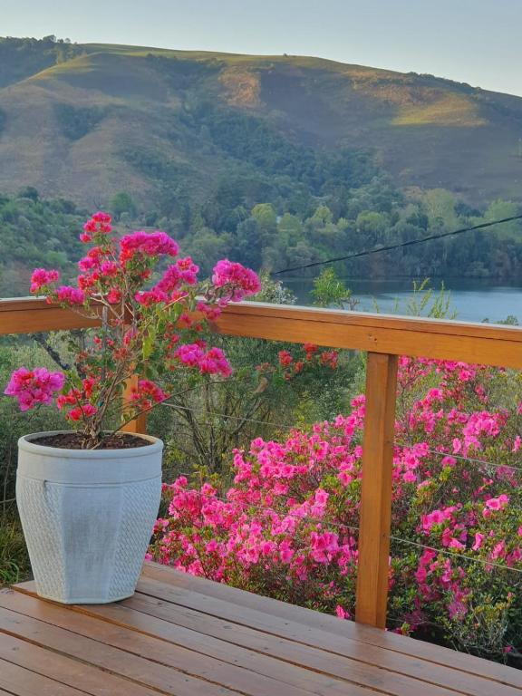 a potted plant sitting on a deck with pink flowers at Chickpea Villa in Bergview