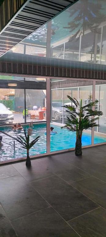 two palm trees in a building with a swimming pool at Piscina Margaia in Lupşa