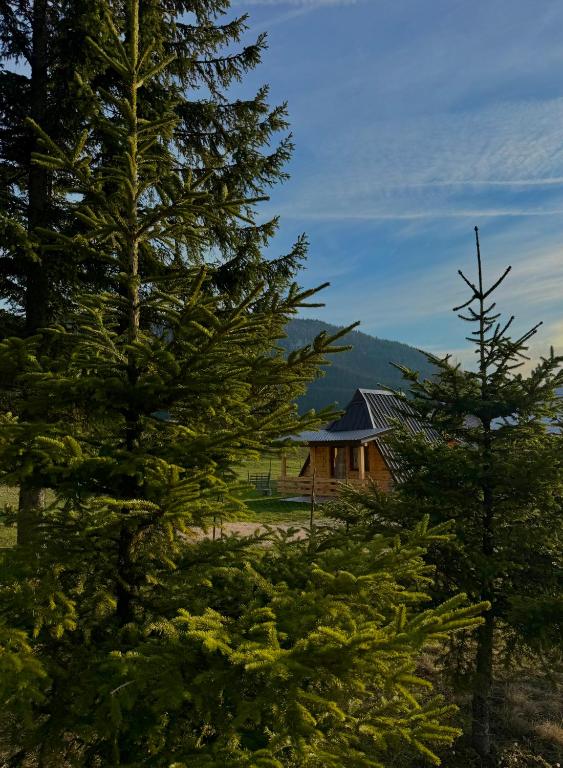 a house in the middle of some trees at Vekova koliba in Žabljak