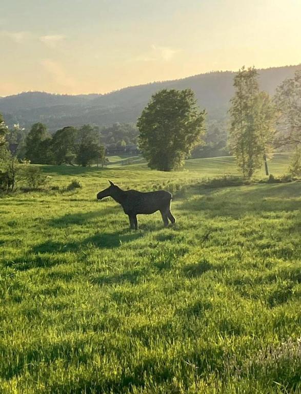 a horse standing in a field of grass at Vacation Home in Oslo in Oslo