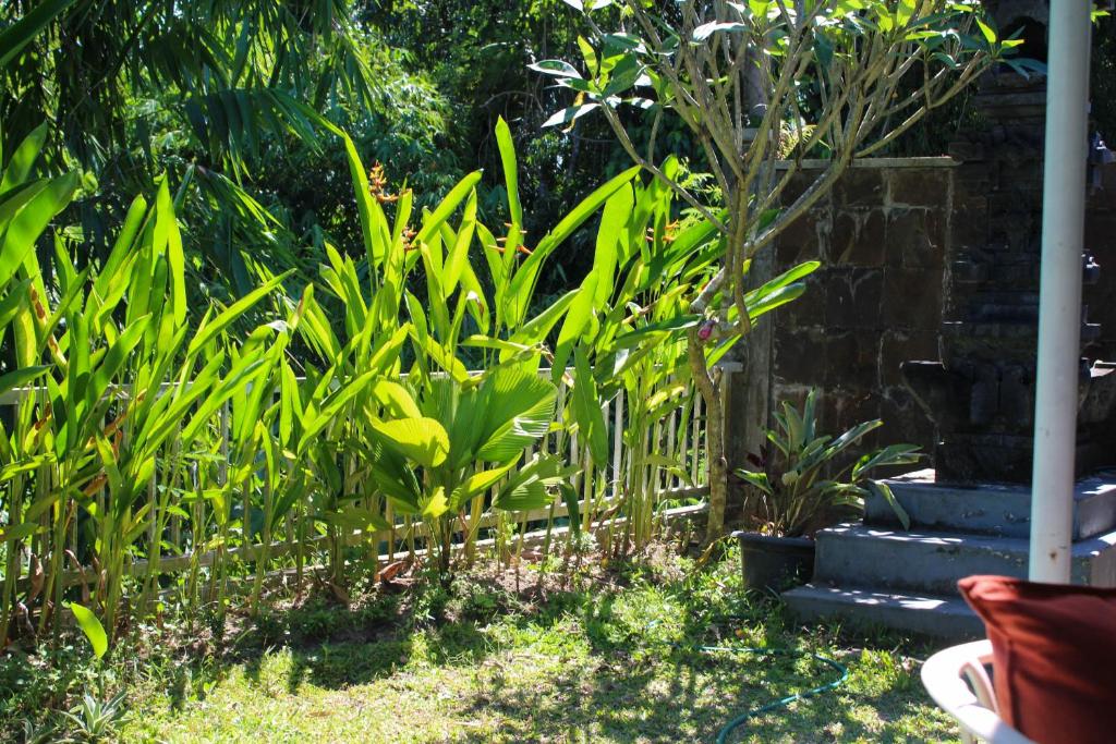 a garden with green plants and a fence at Charming 2BR Home Close to Pering Beach Gianyar in Saba
