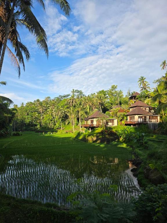 Les villas au milieu des rizières