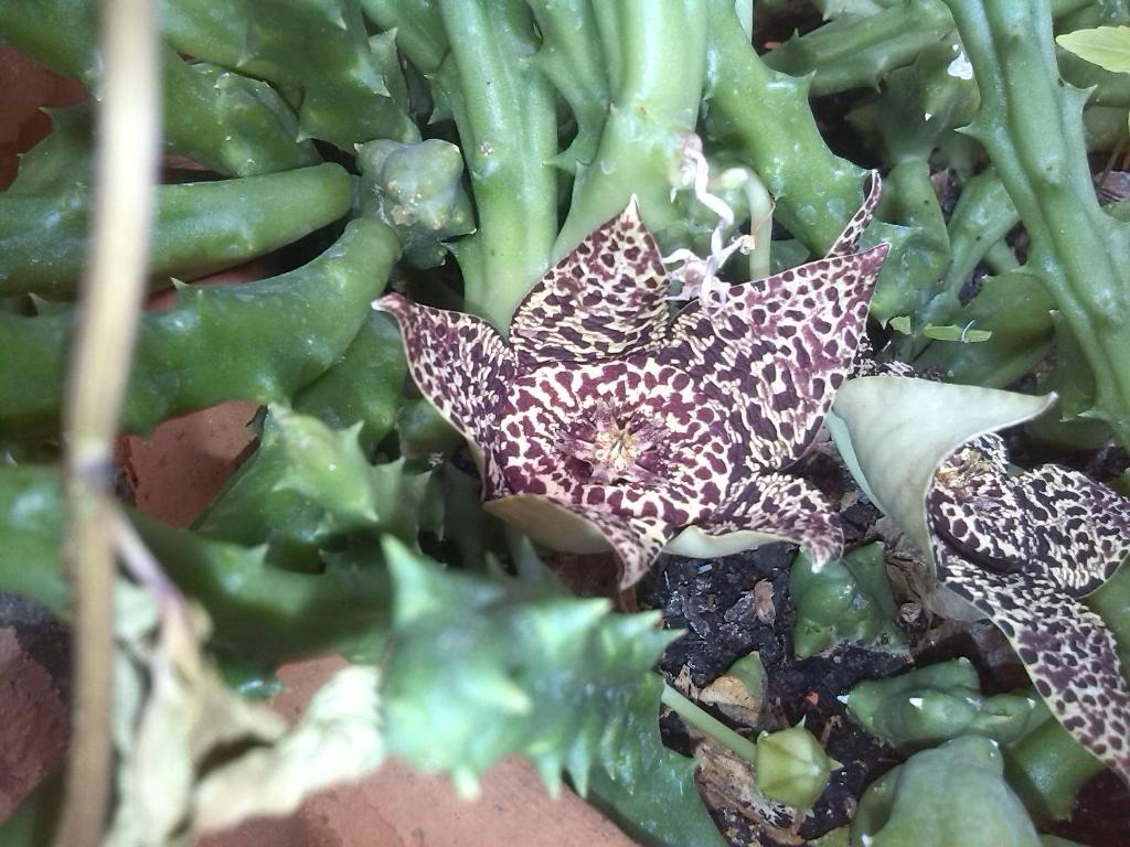 a plant with stars on top of some broccoli at Xenos Apartments in Keratokampos