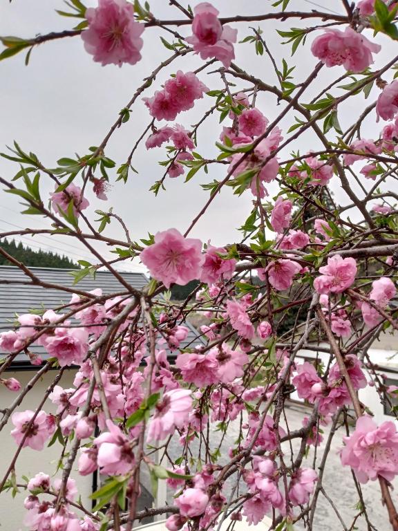 a bunch of pink flowers on a tree at guest house mami in Taketa