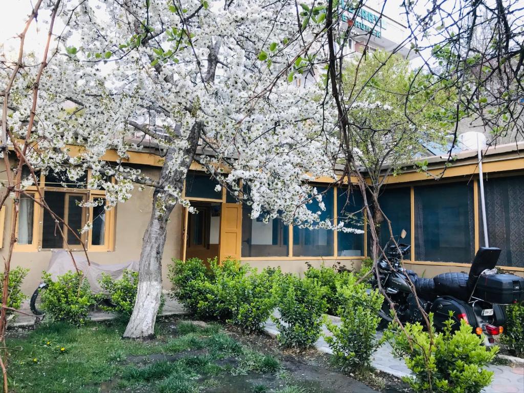 a tree with white flowers in front of a house at Hunza Backpackers Inn in Hunza Valley