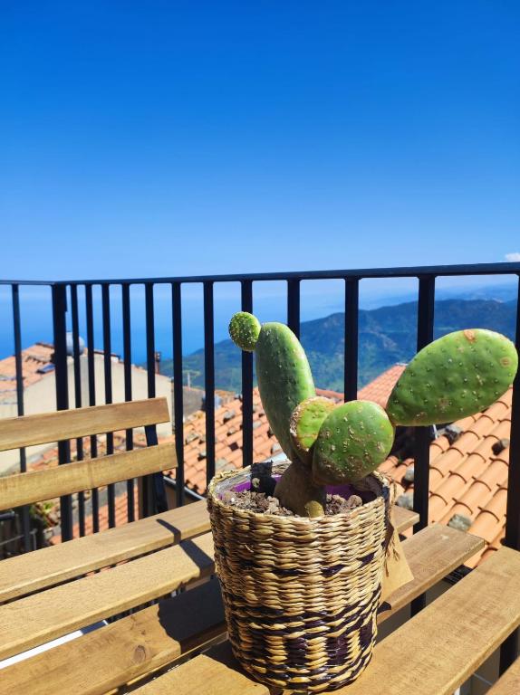 a cactus in a basket sitting on a picnic table at Casa Zia Maria in Pollina