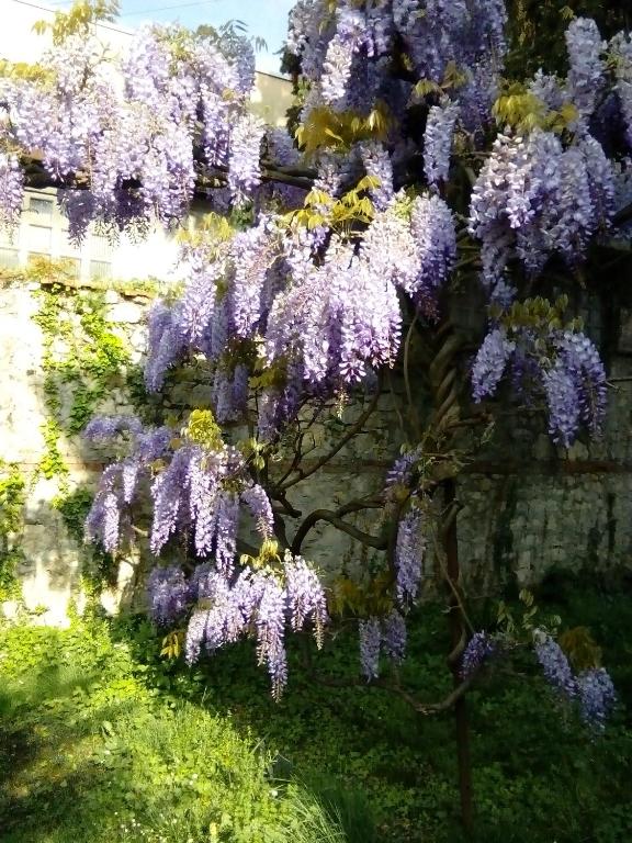 un glicine con fiori viola di Villa Osmanthus a Vicenza
