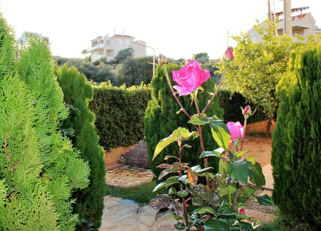 a pink rose is growing in a garden at Helen's Sounio Apartments in Sounio