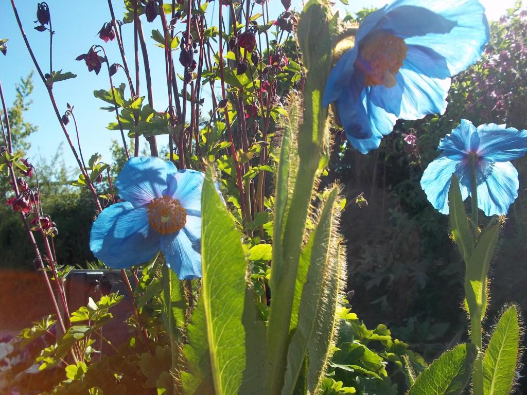 Giardino di Fernside Bed and Breakfast