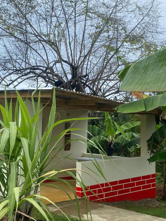a house with a tree on top of it at las casitas acogedora in Las Galeras