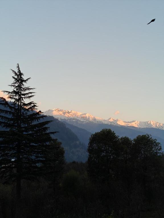 a bird is flying over a mountain with trees at Saathi Stay & Cafe in Vashisht