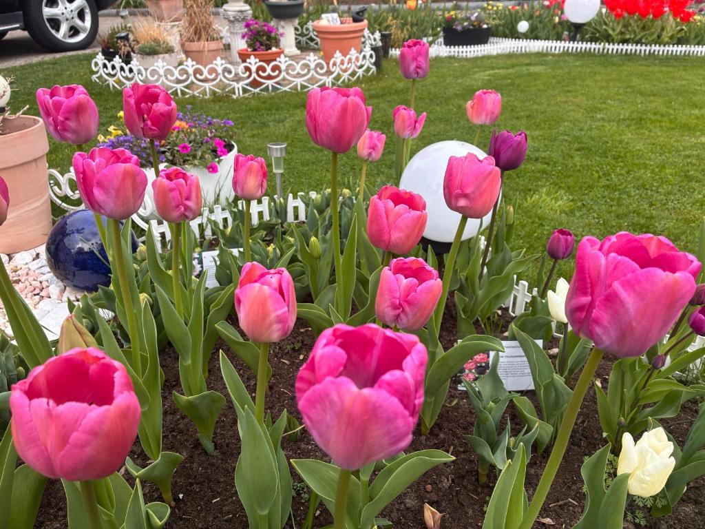 a bunch of pink tulips in a garden at Casa Rehman in Ratzeburg