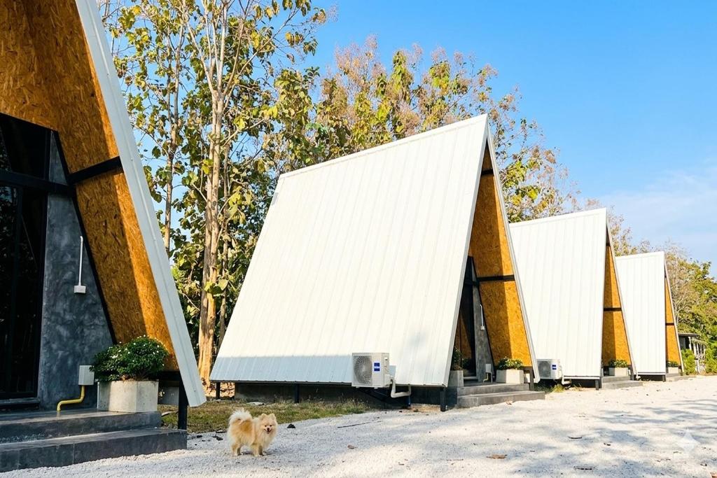 a dog is standing in front of a building at Ban Tew Kao in Ban Nong Chaeng