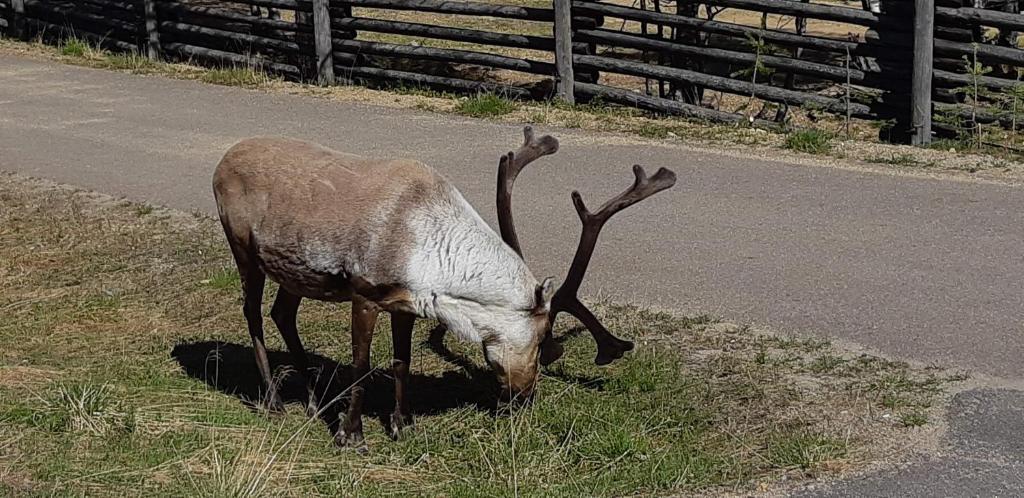 a deer with antlers grazing on the side of a road at Kelotie, Saariselkä, only week 24 available in Saariselka