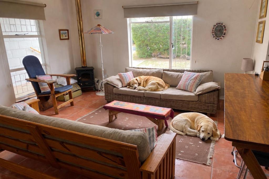 two dogs laying on couches in a living room at lagoon value ! in Langebaan