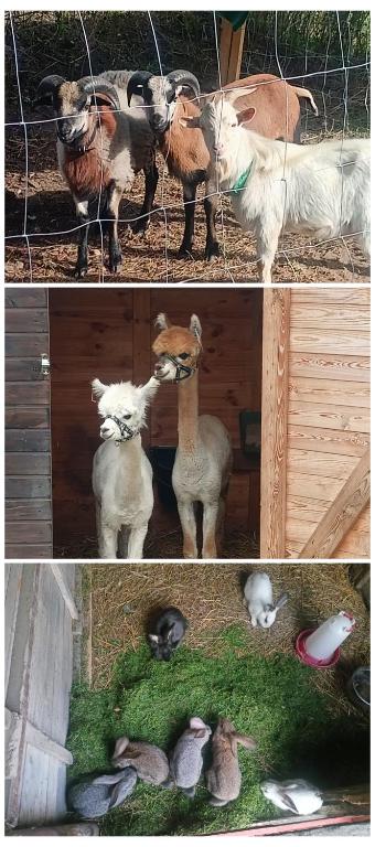 three pictures of goats and birds in a pen at Malinowy Gaj - Agroturystyka z alpakami i innymi zwierzętami in Świętajno