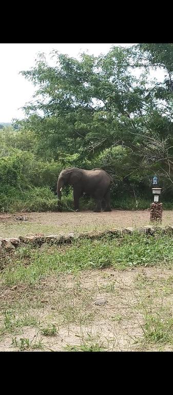 an elephant standing in a field next to a tree at Pop Lamont Camp in Chobe