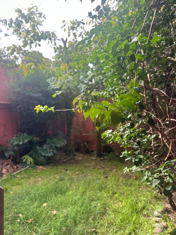 a yard with a tree and a fence at Loft Junín in Junín