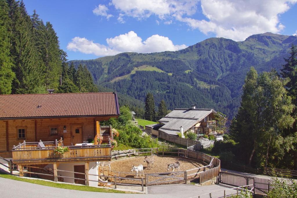 a group of animals standing in a field next to a building at READYNOW Alpine Resonanz Camp für mentale Klarheit in Pill