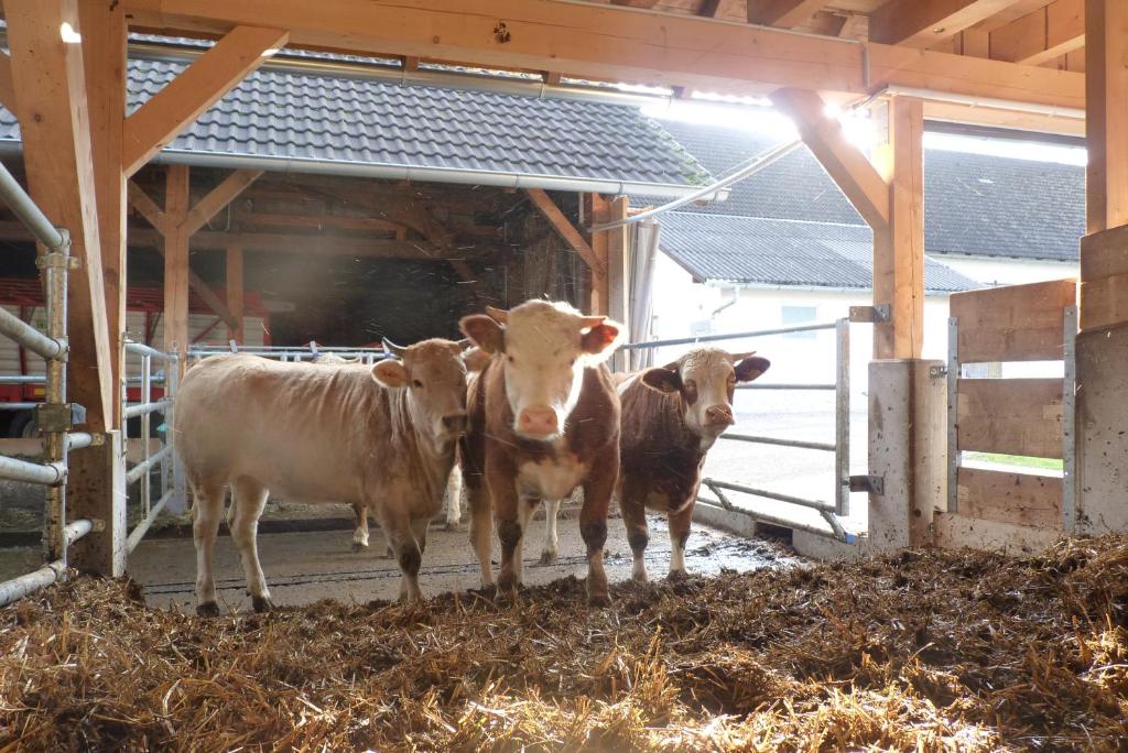 Altri animali domestici presso l'appartamento o nei dintorni