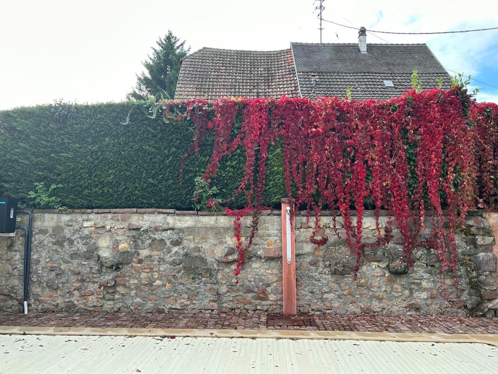 Gite familiale avec piscine Hunawihr, proche de Ribeauvillé et Colmar – photo 39