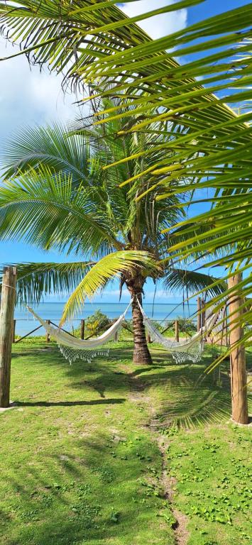 a palm tree with a hammock in a field at Pousada Safyra in Caraíva