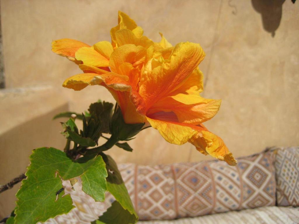 Fotografie z fotogalerie ubytování Dar Houdou v destinaci Fès