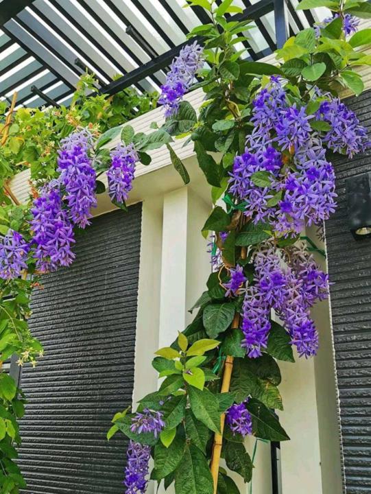 a bunch of purple flowers hanging from a building at Du Mục in Thôn Mỹ Phước