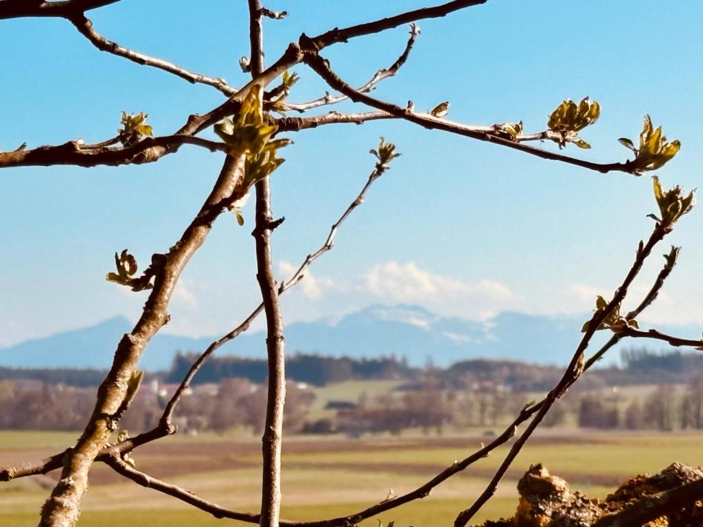 a branch of a tree with a view of a field at Panoramablick am Herzoghof in Obing