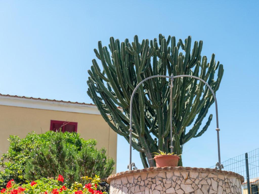 a large cactus in a pot in a garden at LES PETITES MAISONS Maison rouge in Procida