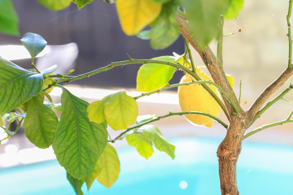 Piscina di L'Hôtel Particulier Guilhon o nelle vicinanze