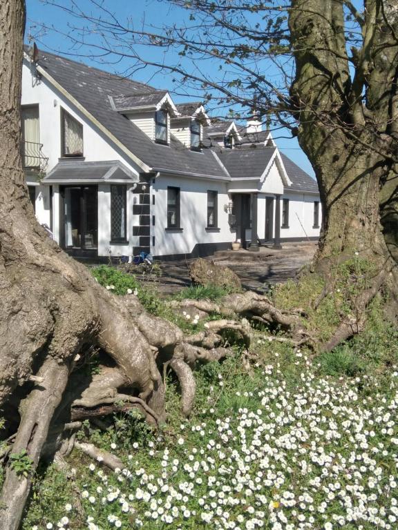 a uprooting tree in front of a white house at The Wandering Donkey Guest House in Carlow