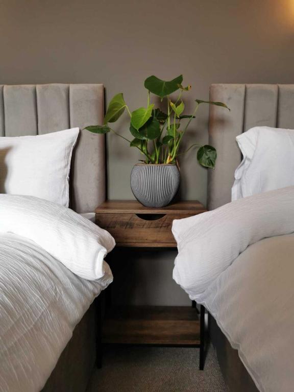 a plant in a vase on a table between two beds at Limekilns House in Clydebank
