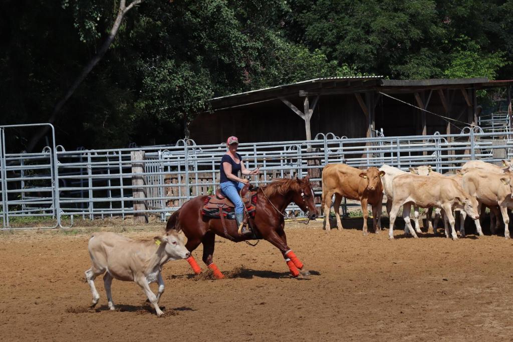 a woman riding a horse around a herd of cattle at Heidehof Auenland in Wietzendorf