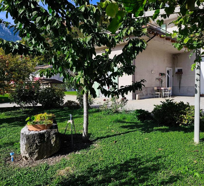 a tree in a yard next to a house at Casa Palmira in Drena