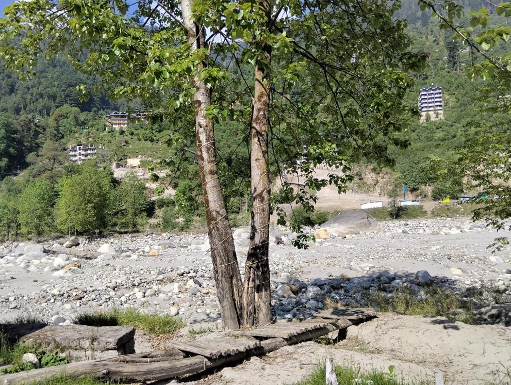 a tree in the middle of a rocky field at Ambika Campaign Huts in Manāli
