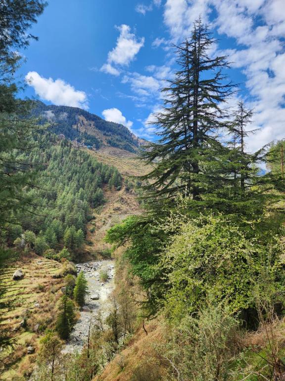 a tree on a hillside with a river at Dholadhar Hotel & Restaurant in Barot 