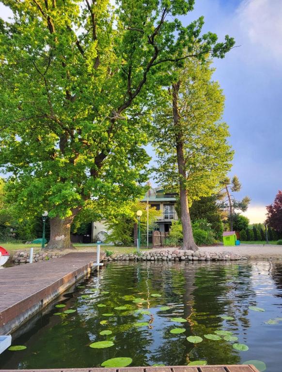 a pond with trees and a house in the background at Willa Sarenka in Radzyń