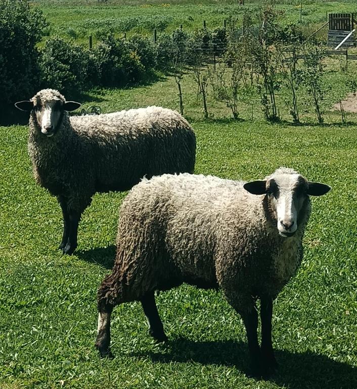 two sheep standing in a field of grass at Moimenta Guest House in Mindelo