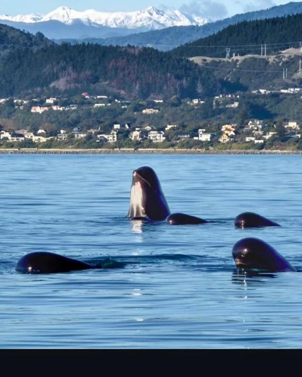 a group of three seals swimming in the water at Absolute Beachfront Holiday Home With Private Beach Access To Swim Beach Spectacular Sunsets in Paraparaumu