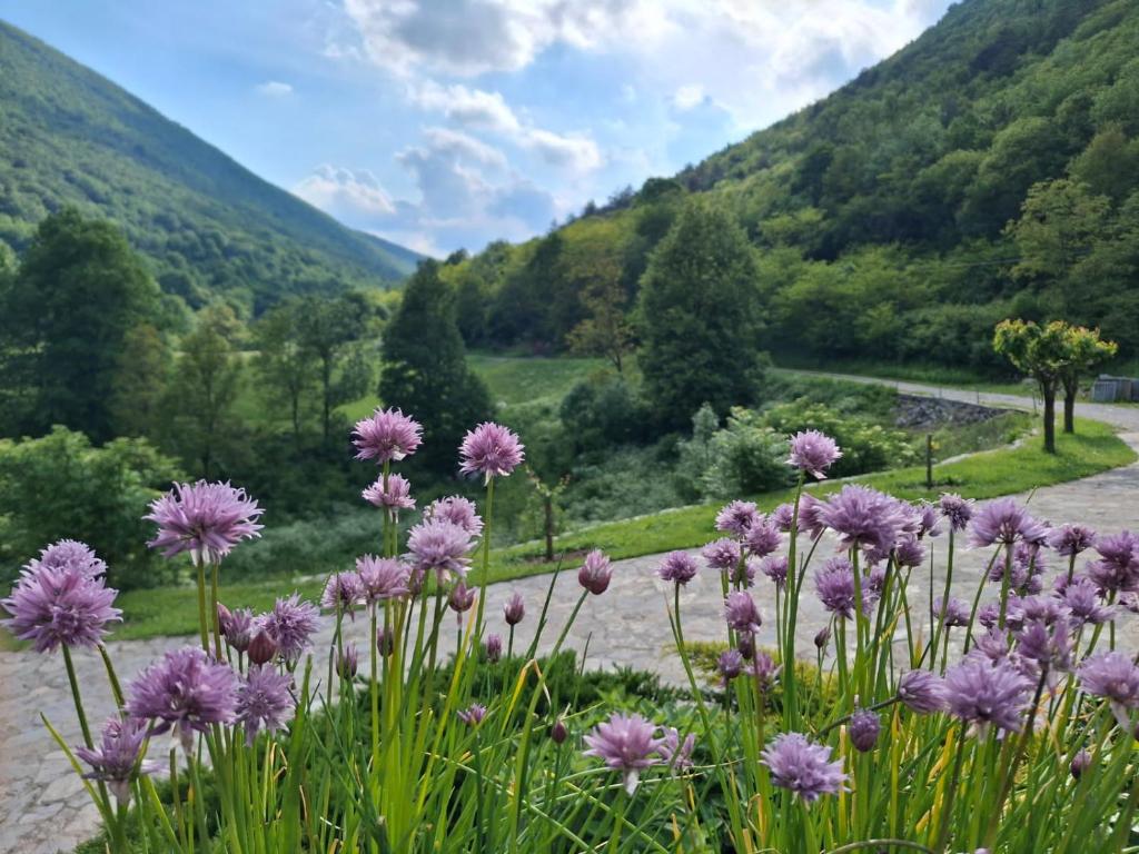 Ein Feld mit violetten Blumen vor dem Hintergrund der Berge in der Unterkunft Stanar in Grgar