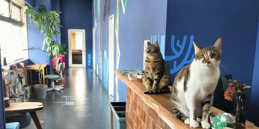two cats sitting on a counter in a room at Iruka Hostel in Toyama